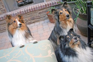 Andrew Robb Shelties