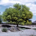 Aloravita palo verde