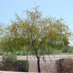 Aloravita sweet acacia