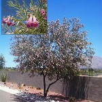 Aloravita desert willow