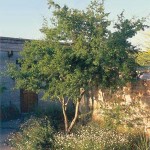 Aloravita texas ebony