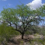 Aloravita velvet mesquite